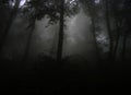 Dark foggy leafy forest