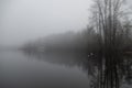 Dark Foggy and Misty Morning at Shawnigan Lake Brish Columbia