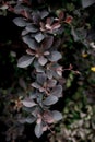 Dark foliage close up background