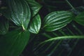 Dark foliage green leaf background