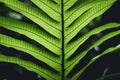 Fresh Fern green leaf background