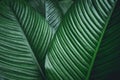 Green leaf background Dark green leaves