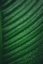 Green leaf background Dark green leaves