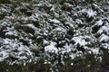 Dark foliage of savin juniper covered with white snow