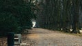 Dark forest autumn cold morning pathway road Royalty Free Stock Photo