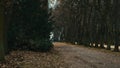 Dark forest autumn cold morning pathway road Royalty Free Stock Photo