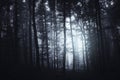 Dark mysterious forest with fog background Royalty Free Stock Photo