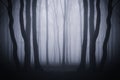 Dark forest background with surreal fog Royalty Free Stock Photo