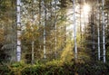 Birch Woods Pacific Northwest Streaming Sunshine Royalty Free Stock Photo