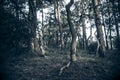 Dark forest with dead trees