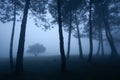 Dark forest with dense fog Royalty Free Stock Photo