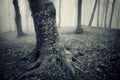 Dark forest with eerie looking trees on halloween