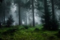 Dark forest in fog Royalty Free Stock Photo