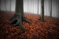 Dark forest with fog, red leaves and trees with big roots on halloween Royalty Free Stock Photo