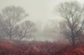 Dark forest with fog and symmertical huge strange trees Royalty Free Stock Photo