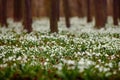 Dark forest full of snowdrop flowers in spring season - wide-angle view of nature with extremely blurred background. Snowdrop flow Royalty Free Stock Photo