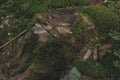 Dark forest ground nature background of tree stump cone and moss green cover Royalty Free Stock Photo