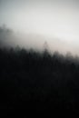 Dark forest hidden in morning fog,mysterious atmosphere, Slovakia Royalty Free Stock Photo