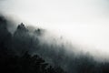 Dark forest hidden in morning fog,mysterious atmosphere, Slovakia