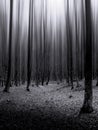 Dark forest with infinite trees