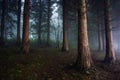 Dark forest Royalty Free Stock Photo