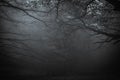 Dark forest of mount Cucco at night with fog in Umbria Royalty Free Stock Photo