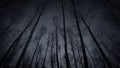 Dark forest. Night sky. Black silhouettes of tall trees. Horror mystical nightmare spooky fear concept. Gloomy atmosphere.