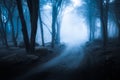 Dark forest and path through it. Wild woodland nature background