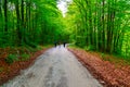 Dark forest road Royalty Free Stock Photo