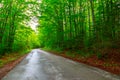 Dark forest road Royalty Free Stock Photo