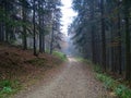 Dark forest road in the Sauerland, Germany Royalty Free Stock Photo