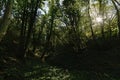 Dark forest with sunburst and blue sky peeking through Royalty Free Stock Photo