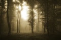 Dark forest at sunset with mysterious light and fog