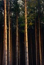 Dark forest at sunset in twilight, pine forest