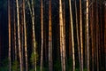 Dark forest at sunset in twilight, pine forest