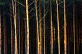 Dark forest at sunset in twilight, pine forest