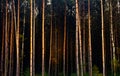 Dark forest at sunset in twilight, pine forest