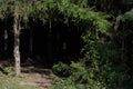 Dark forest with tree trunks casting shadows on the ground. summer green foliage Royalty Free Stock Photo