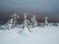 Dark forest. Twilight gloomy winter forest. Abstract dark, cold street background. Night view Royalty Free Stock Photo