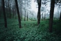 In the dark forest Wild tourist Fog and trees