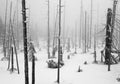 Dark Forest in Winter Landscape (black & white) Royalty Free Stock Photo