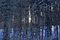 Dark forest with winter sun Royalty Free Stock Photo