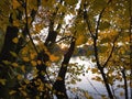 Dark forest and yellow leaves illuminated by the rays of the setting sun Royalty Free Stock Photo