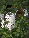 Dark Form Eastern Tiger Swallowtail Butterfly