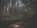 Dark Forrest in earth Royalty Free Stock Photo