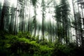 Dark forrest Royalty Free Stock Photo