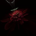 Dark fractal flower, digital artwork for creative graphic design. Royalty Free Stock Photo