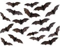 Dark fruit bats with impressive wingspans fill the frame, captured mid-flight on a pure white background Royalty Free Stock Photo