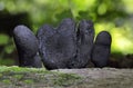 Xylaria polymorpha, commonly known as dead man\'s fingers,is a saprobic fungus. It is a common inhabitant of forest, Royalty Free Stock Photo