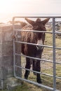 Dark fur donkey behind metal fence. Rough stone terrain of Inishmore, Aran island, Ireland in the background Royalty Free Stock Photo